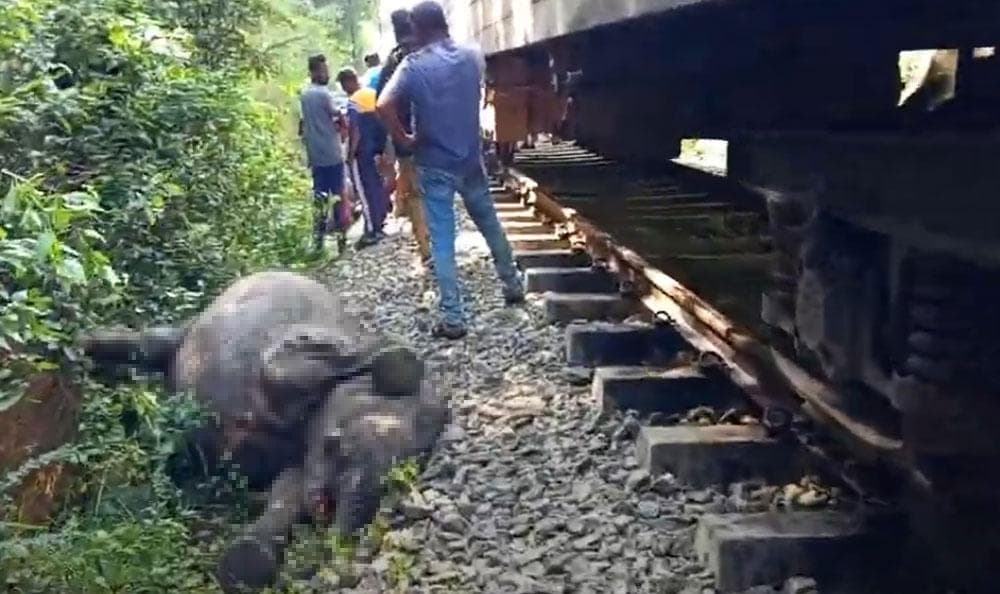 Shri-Lankada fillarni urib yuborgan poyezd relsdan chiqib ketdi