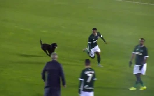 Maydonga tushib ketgan kuchuk futbolchini quvladi