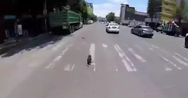 Velopoygachi ikki soat davomida egasidan qochgan itni quvdi (video)