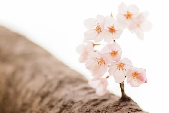Fotojamlanma: Yaponiyada sakura odatdagidan 5 kun avval gulladi