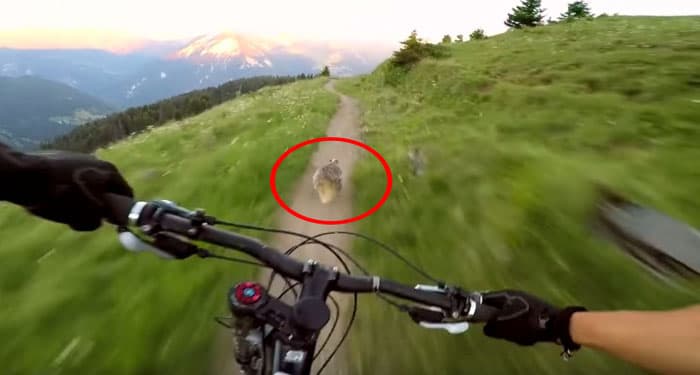 Velosipedchi tog‘ poygasida sug‘urga yutqazib qo‘ydi (video)