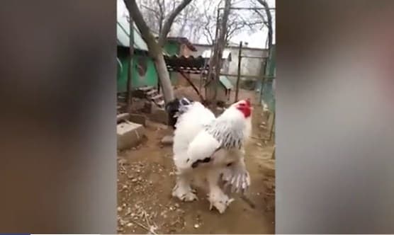 Video: Juda katta xo‘roz ijtimoiy tarmoq foydalanuvchilarini qo‘rqitib yubordi