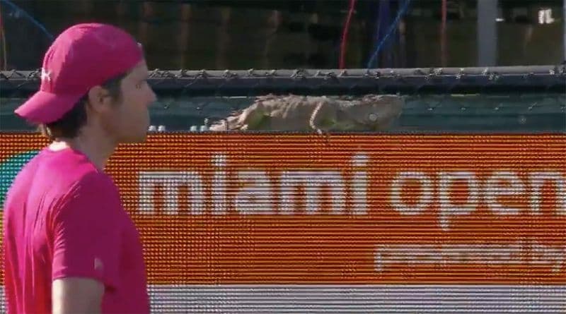 Mayamidagi tennis uchrashuvi iguana sababli to‘xtatildi