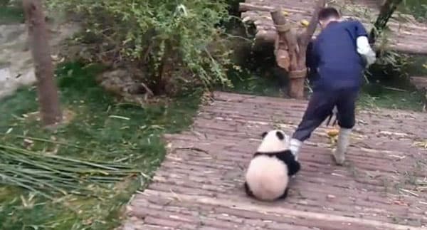 Oyoqqa "tirmashishni" xush ko‘radigan panda internet yoqimtoyiga aylandi 