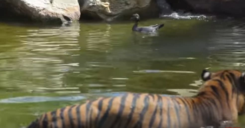 Video: Dunyodagi eng qo‘rqmas o‘rdak yo‘lbarsning jig‘iga tegishni yoqtiradi