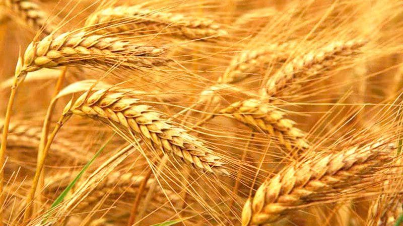 Chorvadorlar va baliqchilar ozuqa-yem uchun davlat g‘allasini endi birja orqali xarid qilishadi