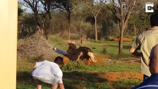 JARda tuyaqush uni quchmoqchi bo‘lgan kishiga hujum qildi