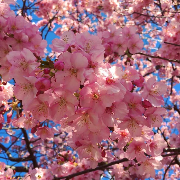 Go‘zal manzaralar yog‘dusi: Yaponiyada sakura gulladi