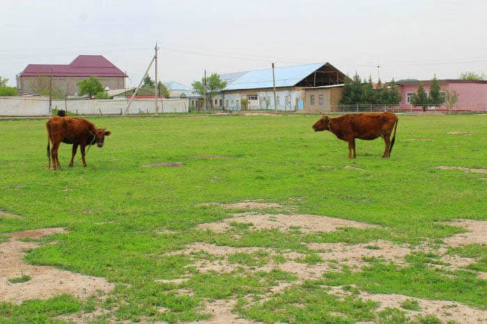 Qarovsiz futbol maydonchasi: “savobi ham, uvoli ham mahallaga...”