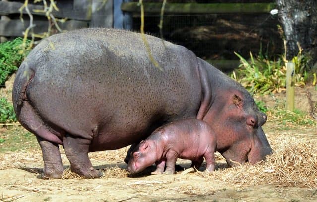 Namibiya milliy bog‘ida gippopotamlar qirilib ketdi