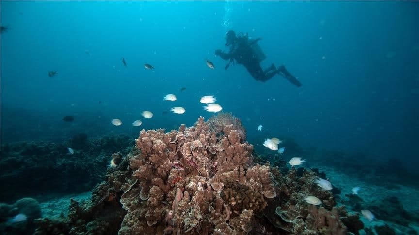 Okean suvlari isishi janubiy baliq turlarining shimolga ko‘chishiga sabab bo‘lyapti