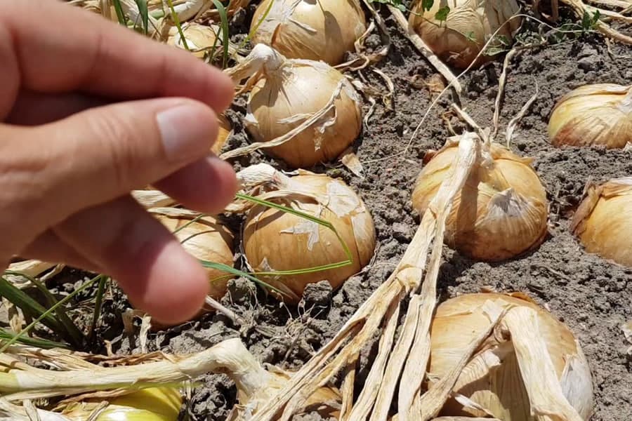 Suvtekin piyozni haydab tashlash kerak emas: uni kesib quritib daromad olish mumkinligi aytilmoqda