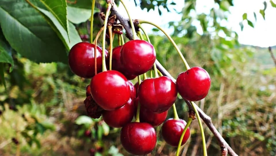 O‘zbekistonda gilos hosili rekord darajada kechikmoqda - EastFruit