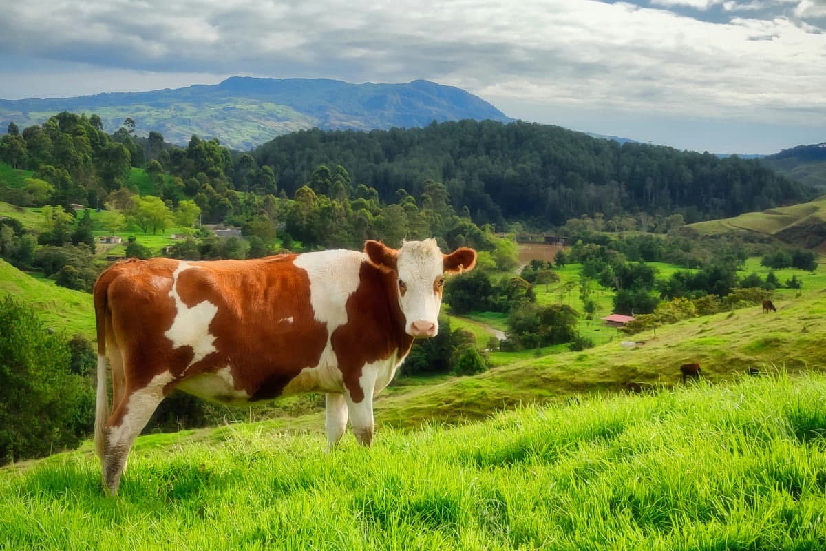 Biotexnologlar insulinli sut beradigan sigirni yaratdi