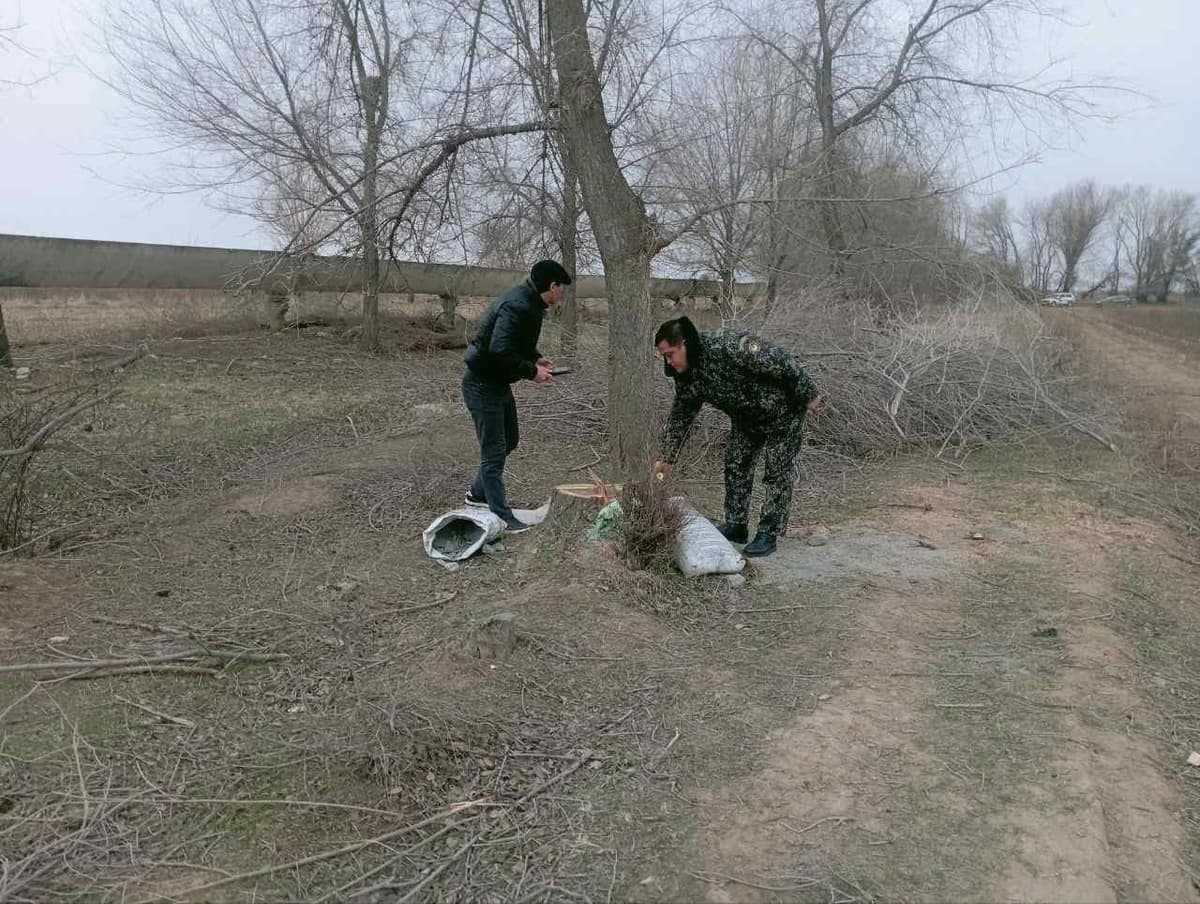 Jizzaxda 42 tup qayrag‘ochni kesgan shaxsga jinoyat ishi ochildi