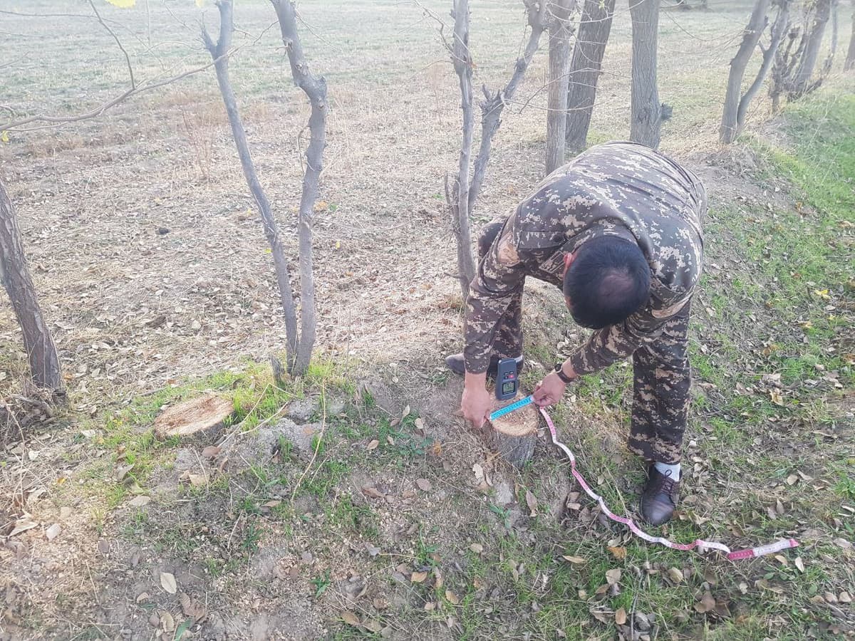 Qashqadaryoda fuqaro 21 tup qayrag‘ochni kesib tashladi