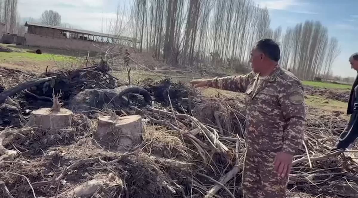 Оҳангаронда 100 дан ортиқ дарахт ва буталар ноқонуний кесиб ташланди