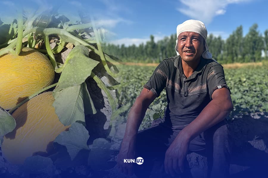 Hidi paykalni tutgan qovunlar: Toshloqda qovun pishdi