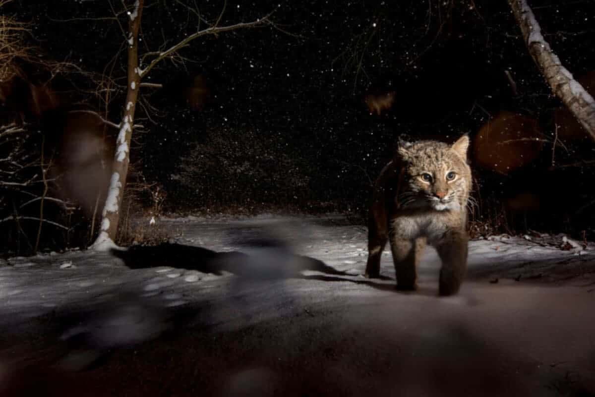 Taniqli fotosuratchi tutqich bermas silovsinlarning noyob suratlarini e’lon qildi