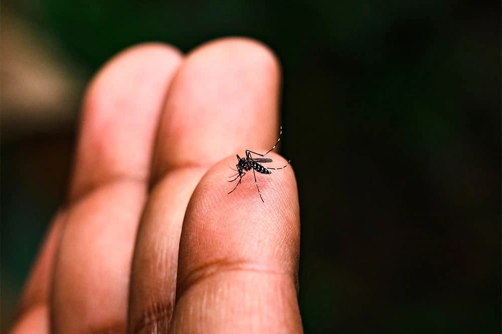 “Chikungunya bezgagi O‘zbekistonda tarqalmaydi” – Sanepidqo‘mita