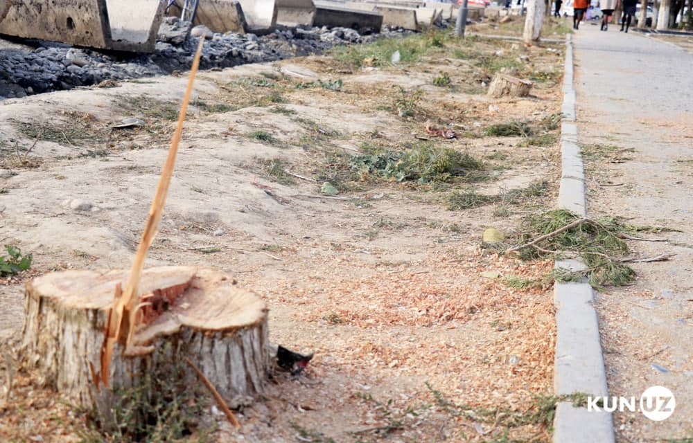 Uzbekistan tightens penalties for environmental violations and illegal tree cutting