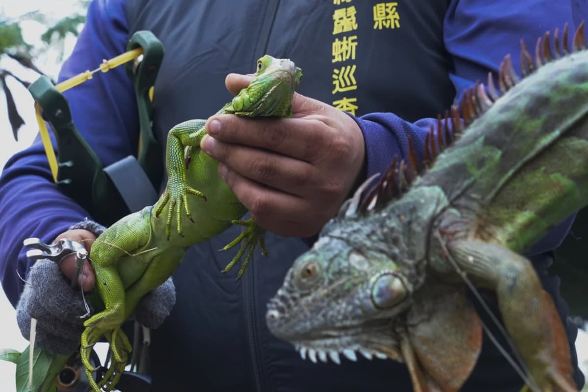 Tayvan hukumati 120 ming yashil iguanani o‘ldirmoqchi