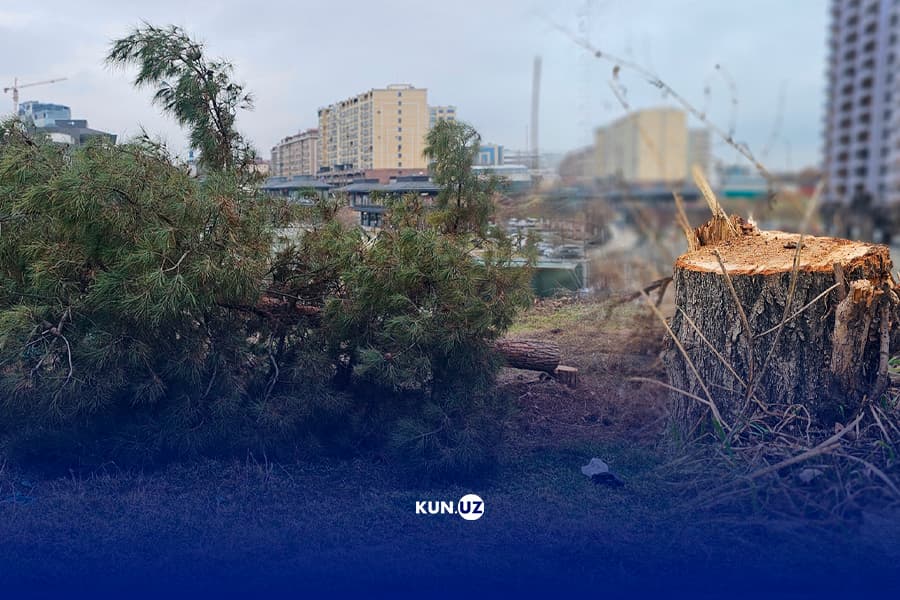 Bo‘rijar yonida 30 ga yaqin ko‘p yillik daraxtlar kesib ketildi