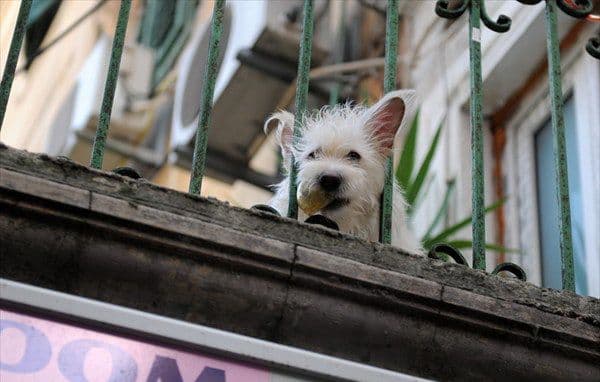 Уй ҳайвонларини умумий фойдаланишдаги зинапоя ва балконда сақлаш тақиқланди