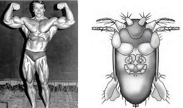 Sayyoramizda topilgan eng mitti pashshaga Arnold Shvartsnegger nomi berildi