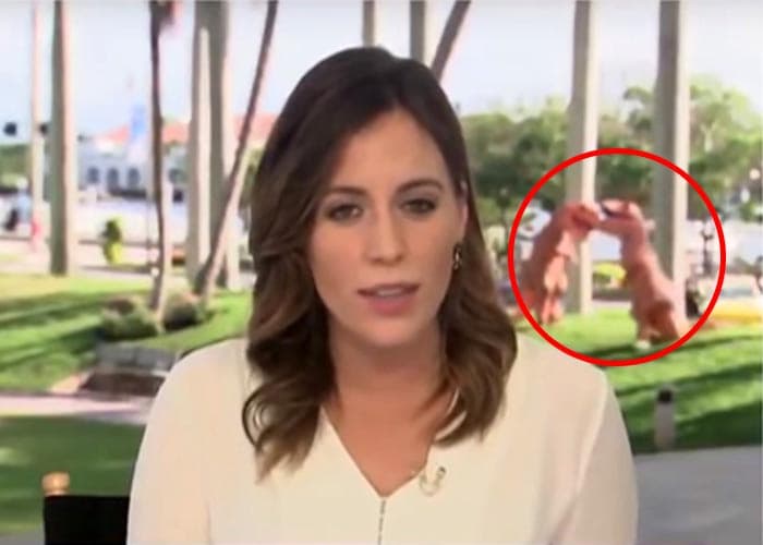 AQSh telekanalining jonli efirida “tirannozavr”lar ko‘rinish berdi (video)