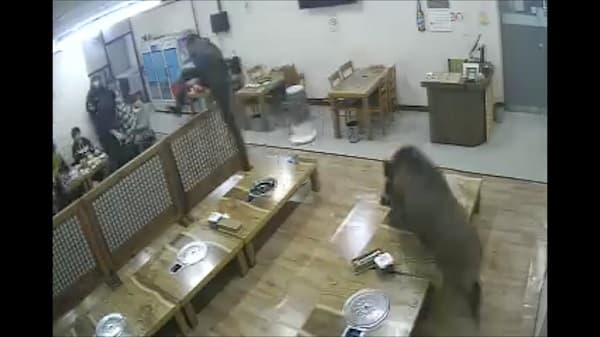 To‘ng‘iz kafega tashrif buyurganlarga hujum qildi (video) 