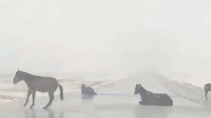 Qozog‘iston yo‘llaridagi yaxvonlik tuyalar va otlarga ham muammo tug‘dirmoqda (video)