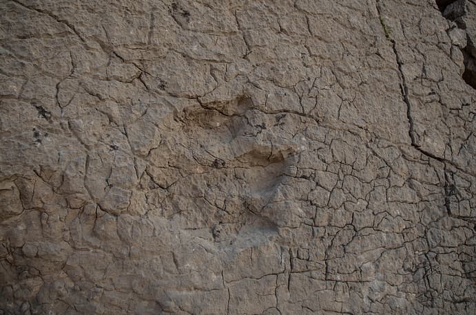 O‘zbekistondagi g‘orlardan birida dinozavrlar izlari topildi