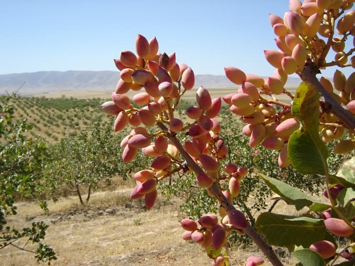 Qashqadaryoda pista plantatsiyalari tashkil etiladi