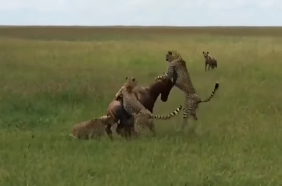 Ohu 5 gepard va bir sirtlonning hamlasidan qutulib qoldi (video)