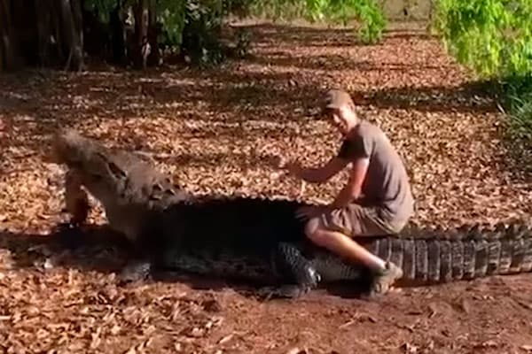 Daniyalik biolog bahaybat timsoh bilan xavfli tryuk qildi (video)