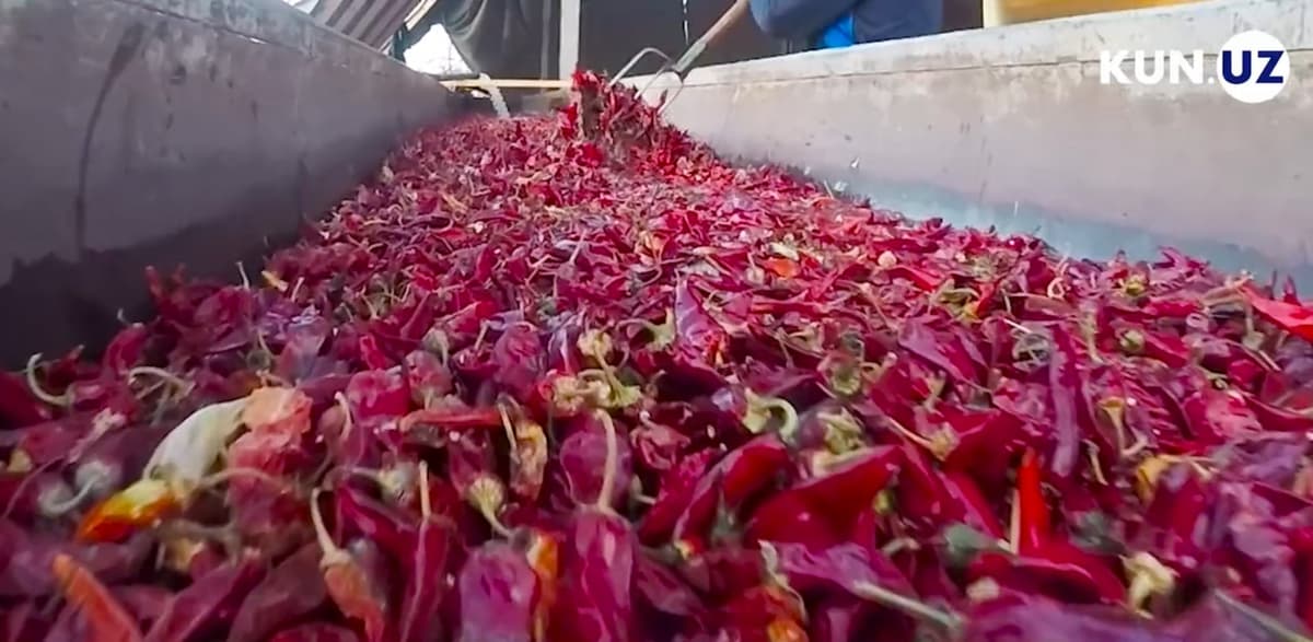«MMS AGRO» O‘zbekiston bo‘ylab achchiq qalampirlarni cheklanmagan miqdorda xarid qilmoqda