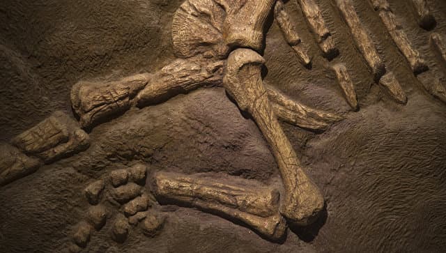 Argentinada ilgari fanga noma'lum bo‘lgan dinozavr qoldiqlari topildi
