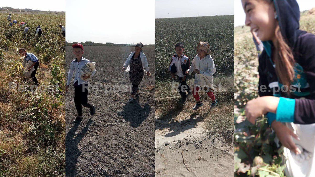 Kogonda maktab o‘quvchilarining paxta dalasidagi suratlarini kim va nima maqsadda tarqatgani ma'lum bo‘ldi