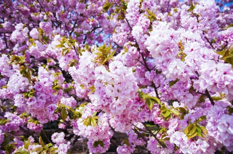 Sakura - olxo‘rimi yoki olcha, yaponlar hosilni qachon yig‘ib olishadi?