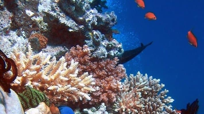 BAAda dunyodagi eng katta sun'iy marjonqoya yaratilmoqda