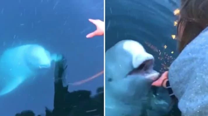 “Rus ayg‘oqchi” kiti suvga tushirib yuborilgan smartfonni egasiga qaytardi (video) 