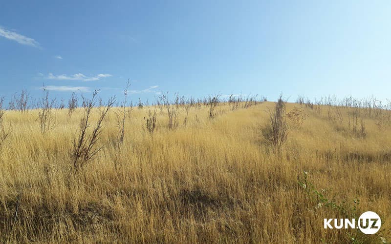 Foto: Xonobodda «archalar qabristoni»
