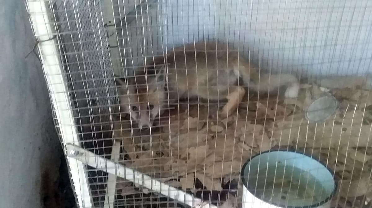 Андижонда тулки болаларини сотмоқчи бўлган шахсга жазо қўлланди