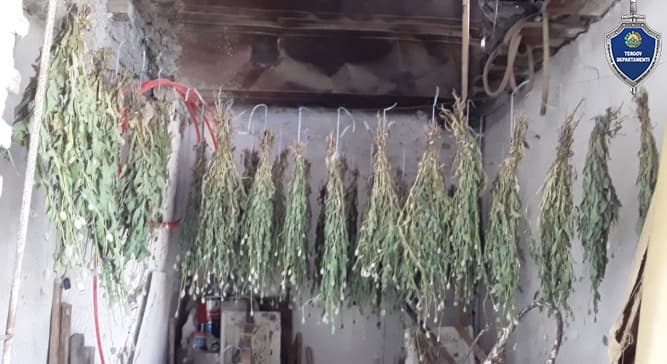 Buxoroda 80 yoshli fuqaro 2 000dan oshiq «ko‘knori» giyohvandlik o‘simliklarini saqlab kelayotgani aniqlandi