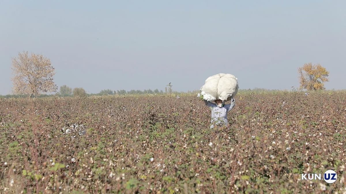 O‘zbekiston Cotton Campaign’ni 2020 yilgi paxta kampaniyasini monitoring qilishga taklif etdi