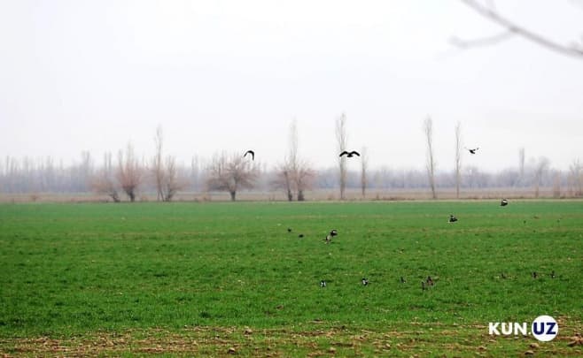 Fermerga nohaqlik qilgan Chiroqchi tuman hokimligi 10 mln so‘m xarajatga tushdi
