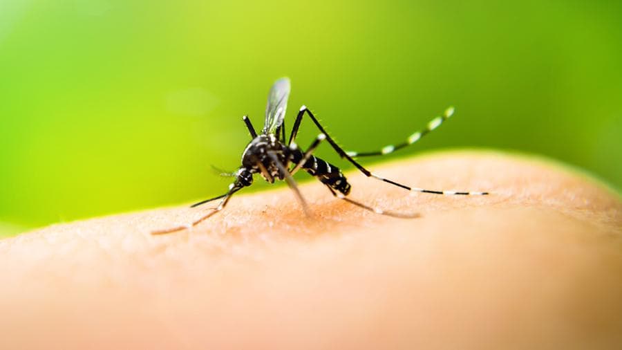 Olimlar chivin va pashshalarning koronavirus tashuvchisi bo‘lishi ehtimolini baholashdi