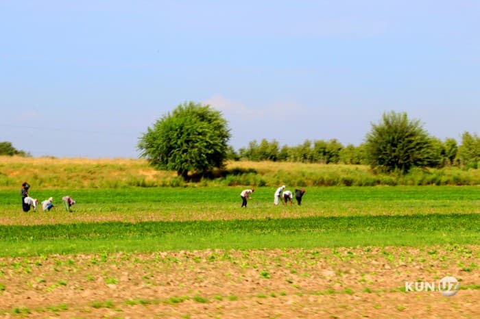 Ortga qaytamizmi? Dehqon xo‘jaliklarining yerga umrbod egalik huquqi bekor qilinishi mumkin