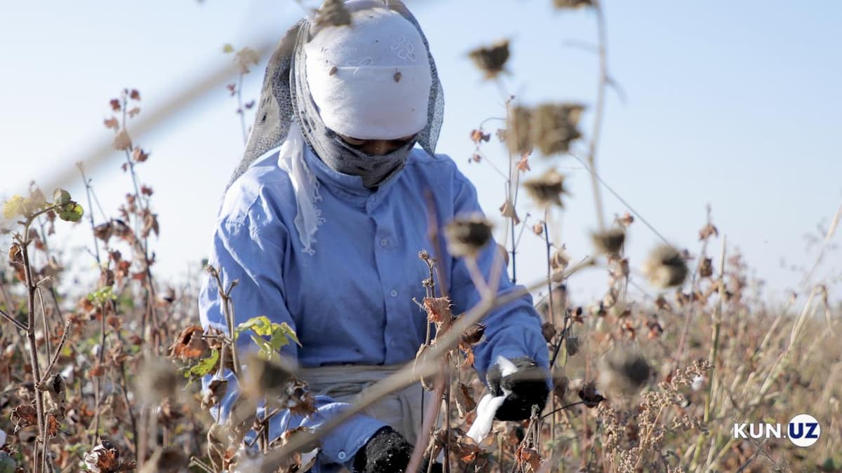 Cotton Campaign: O‘zbekiston global miqyosda raqobat qila oladi